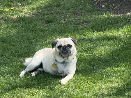 Otis