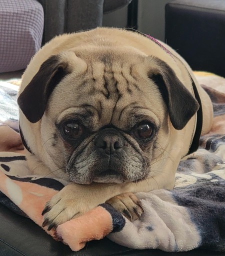 Bella 