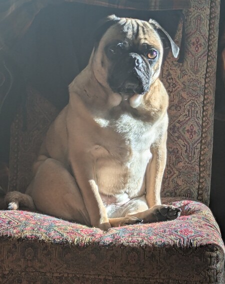 Enzo