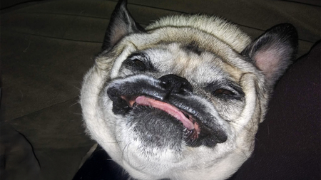 Bud the Adventure Pug