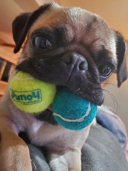Roxy