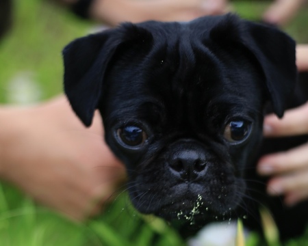 Ernest
