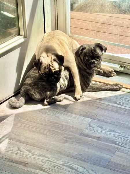 Piper & Myrtle