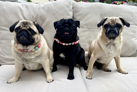 Yasha, Stella, Gio 