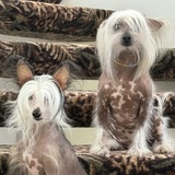 Entry image for Keiki and Kai