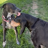 Entry image for Kaia and Daisy