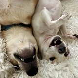 Entry image for Roo and Mahina 