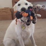 Entry image for Daisy