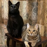 Entry image for Makoa & Tiikeri