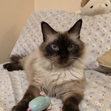 Entry image for Mimi