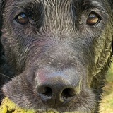 Entry image for Buddy