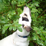 Entry image for Dottie