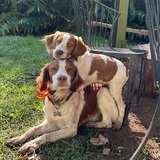 Entry image for Ruger (dad) & Kolohala (daughter)