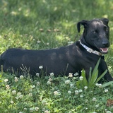 Entry image for Kalani