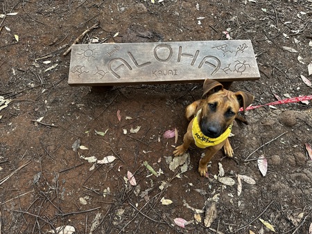 Kali (aka Butter mochi)