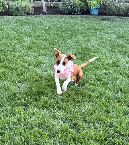 Koa (aka Joonko)
