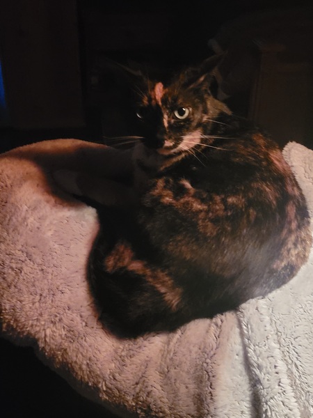  Christmas Kitty