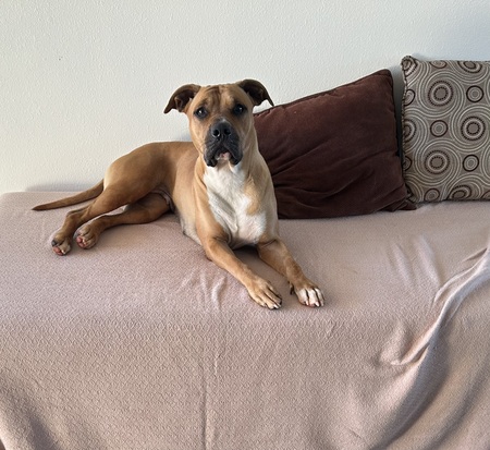 Meli