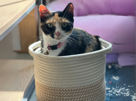 Willow