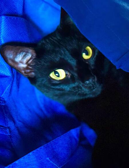 Little Laki Luna 