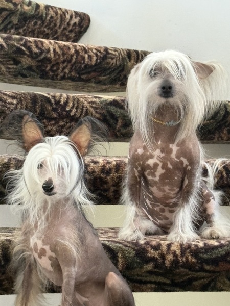 Entry image for Keiki and Kai. Clicking this image will show a larger photo