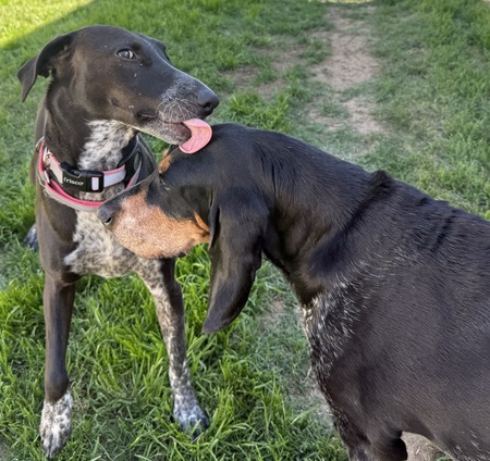 Entry image for Kaia and Daisy. Clicking this image will show a larger photo