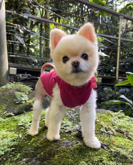 Entry image for Captain Cuddles . Clicking this image will show a larger photo