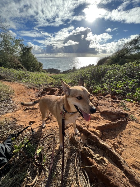 Entry image for Roo. Clicking this image will show a larger photo