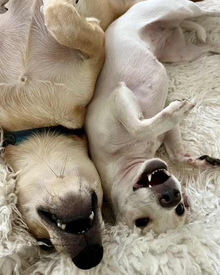 Entry image for Roo and Mahina . Clicking this image will show a larger photo