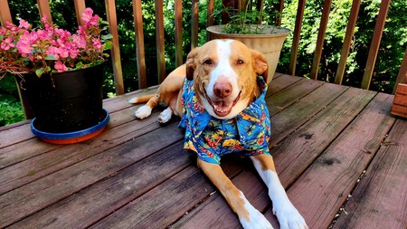 Entry image for Teddy. Clicking this image will show a larger photo