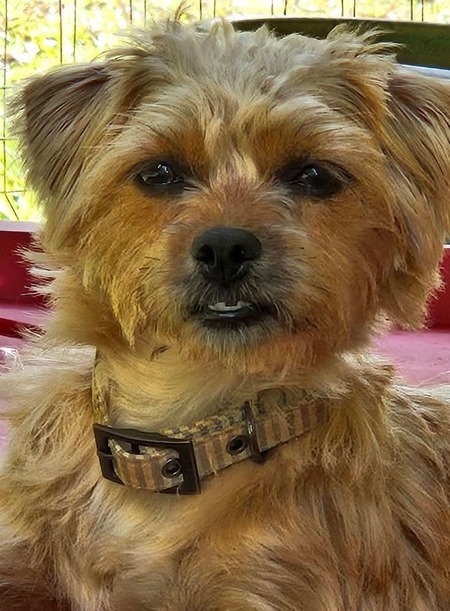Entry image for Lilly. Clicking this image will show a larger photo