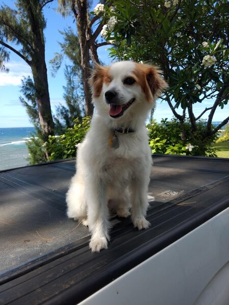 Entry image for Annie. Clicking this image will show a larger photo