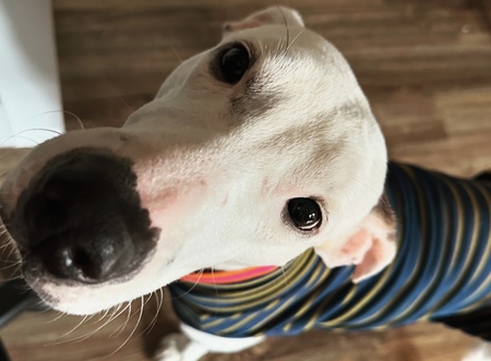 Entry image for Iggy. Clicking this image will show a larger photo