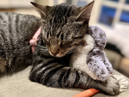 Entry image for Mekili . Clicking this image will show a larger photo