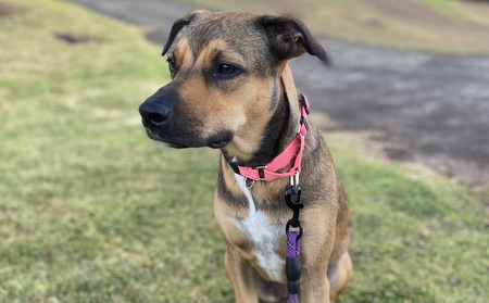 Entry image for Abby. Clicking this image will show a larger photo