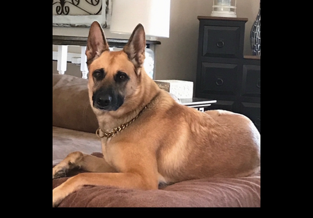 Entry image for Rosie. Clicking this image will show a larger photo
