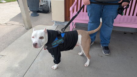 Entry image for Dozer. Clicking this image will show a larger photo