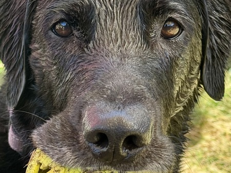 Entry image for Buddy. Clicking this image will show a larger photo