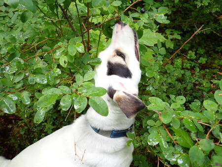 Entry image for Dottie. Clicking this image will show a larger photo