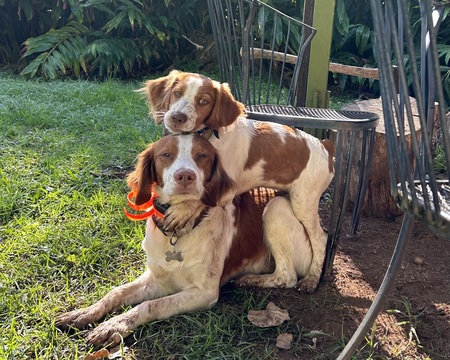 Entry image for Ruger (dad) & Kolohala (daughter). Clicking this image will show a larger photo