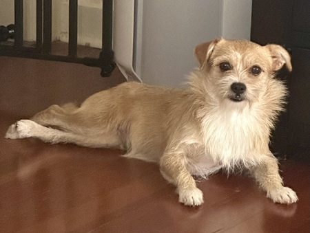 Entry image for Bailey. Clicking this image will show a larger photo