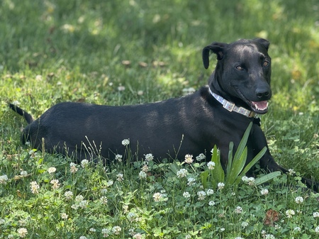 Entry image for Kalani. Clicking this image will show a larger photo