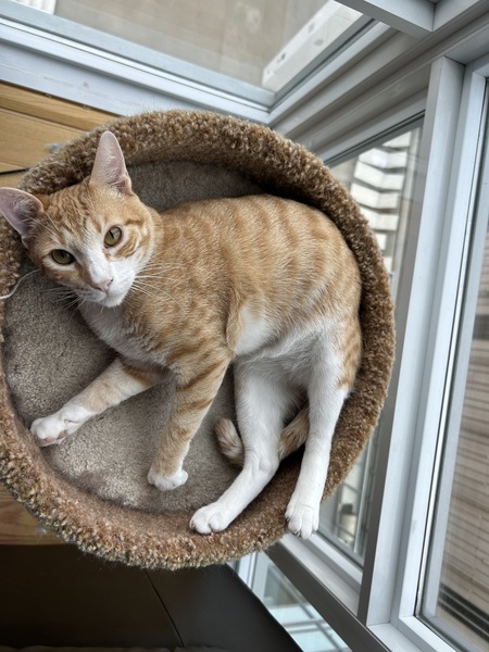 Entry image for Loki. Clicking this image will show a larger photo