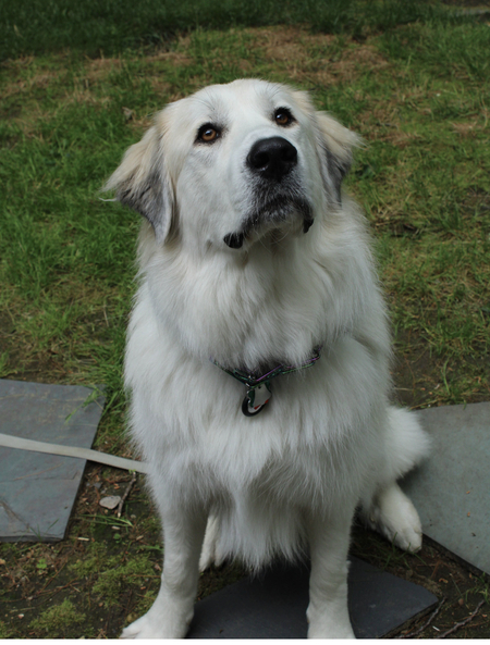 Sadie