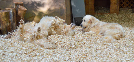 Saint Pyrenese and Molly