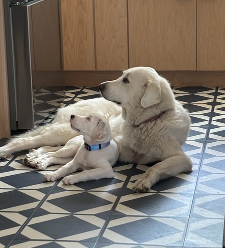 Boone and Phoebe