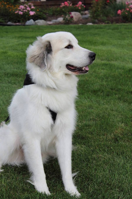Sawyer
