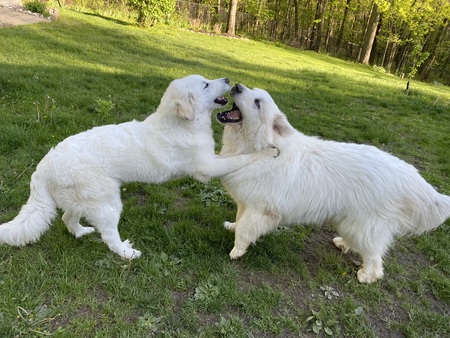Moxy and Valiant