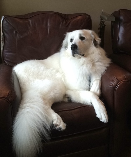 Beau