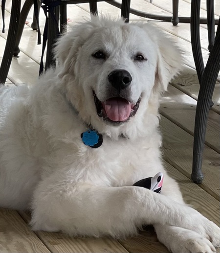 Gentle Ben